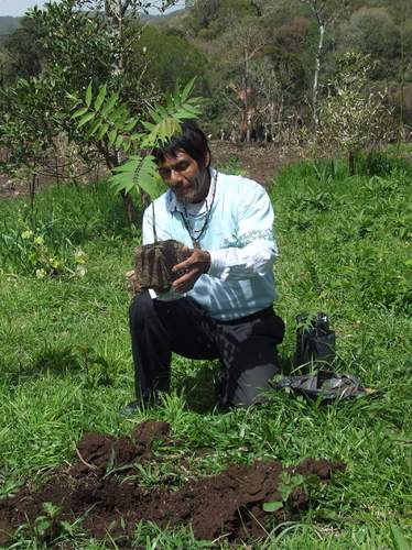 13.487 mudas nativas plantadas já foram plantadas