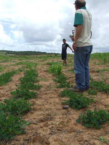 O roçado comunitário já está todo plantado.