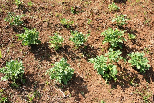 Há aumento das áreas de cultivo deste ano para o anterior
