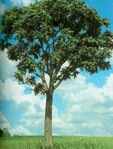 A LENDA DO CEDRO NA CULTURA DOS ÍNDIOS GUARANI